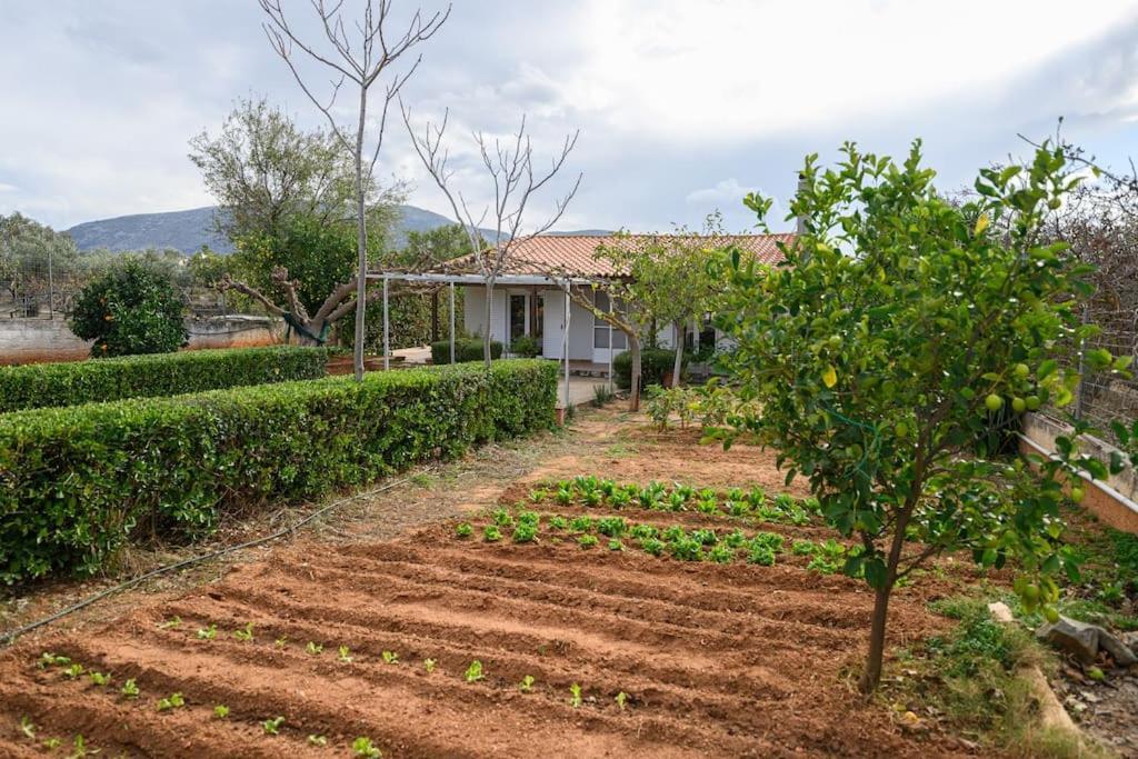 Farmbill Villa Markópoulon Exteriör bild